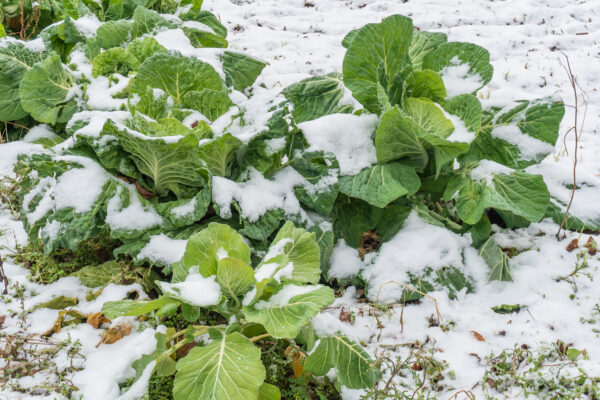 Winter Crops